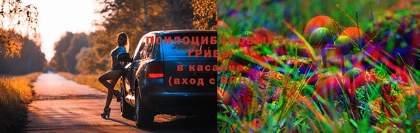 стафф Аркадак